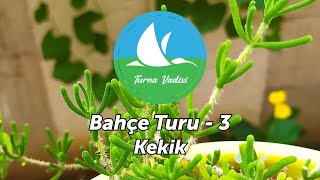 Turna Vadisi - Bahçe Turu 3 - Kekik