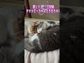#猫#野良猫保護猫#育児放棄三兄弟の二人❤️