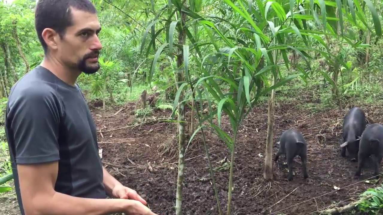 ¿Qué beneficios para la finca puede traer la crianza de cerdos al aire libre