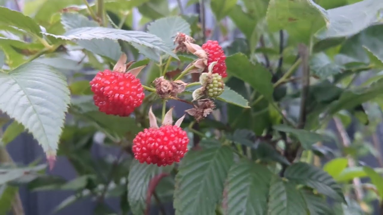 THE QUEEN OF THE NIGHT CACTUS..
