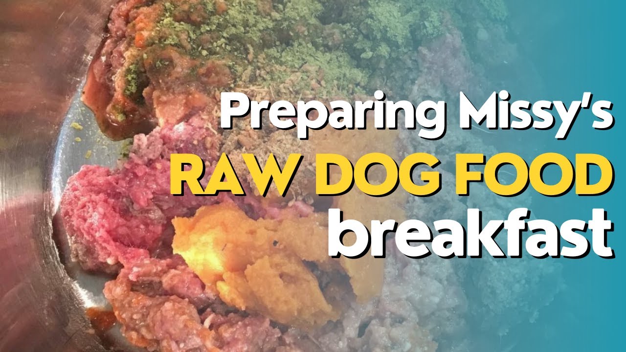 Boxer Mix Missy & Her Raw Dog Food Breakfast Setup