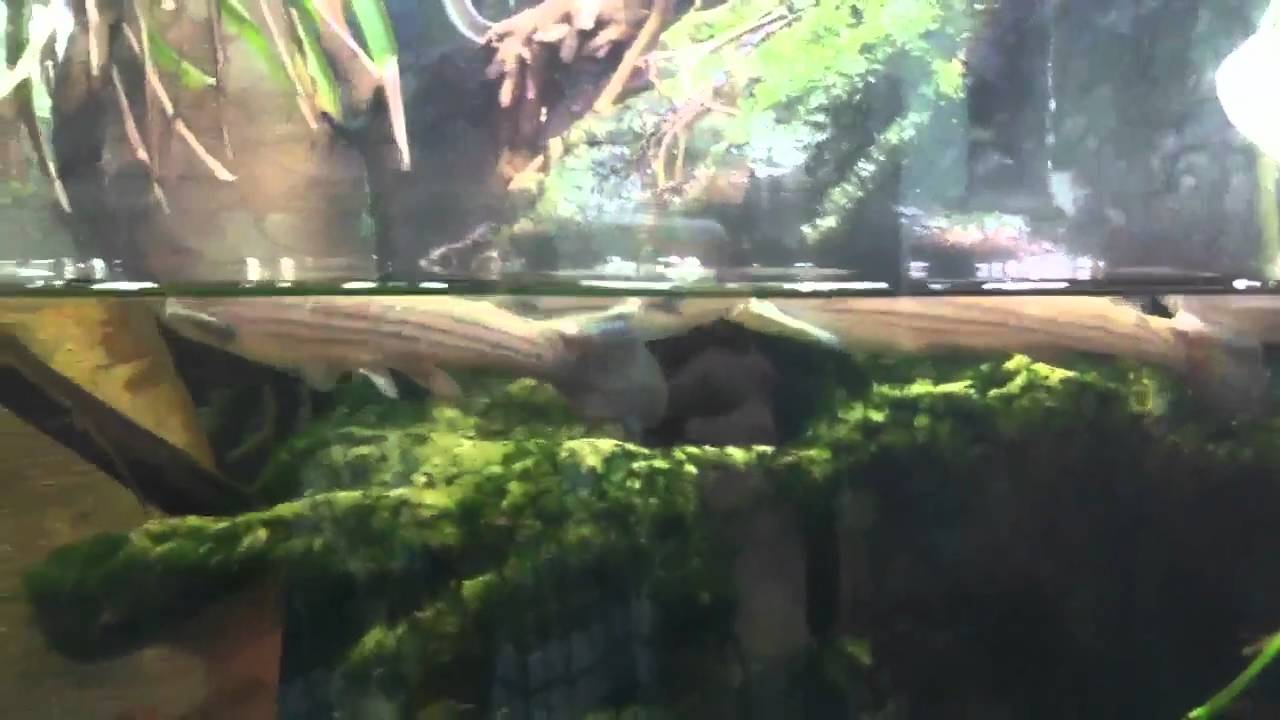 A. anableps or Four eyed fish