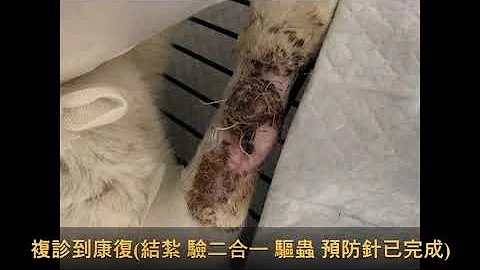 [浪爱永恒] 九份辛巴纪录片 - 天天要闻