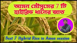 Best 7 Hybrid Rice in Amon Session ll আমন মৌসুমের সাতটি হাইব্রিড ধানের জাত #amon #paddy #rice