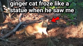 Cat FR0ZE in place like a statue when he saw me looking at him by Red Bwoy TV ANIMALS 1,662 views 3 years ago 3 minutes, 48 seconds