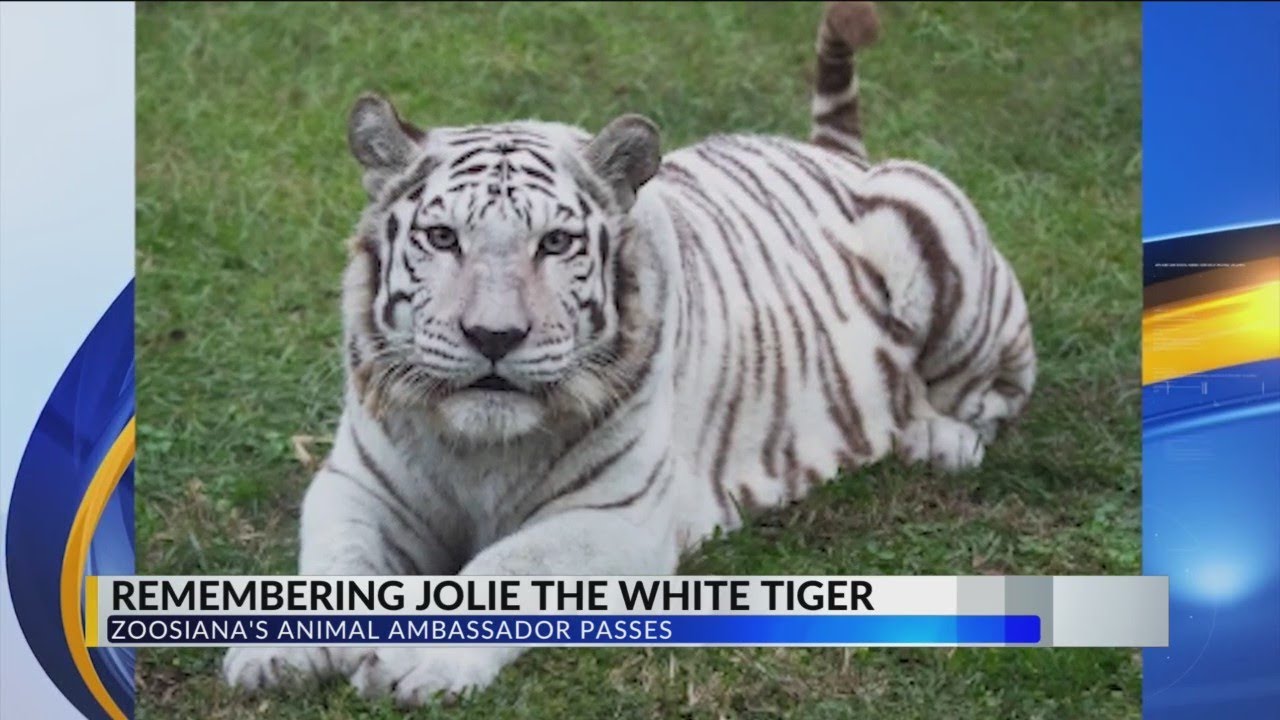 Remembering Jolie the white tiger