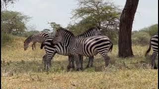 wanyama wapole na wazuri huitwa pundamilia