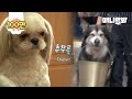 돈내고 닭꼬치 사먹는 자낳개 말라뮤트 천둥이ㅋㅋㅣDog Pays Money To Buy Chicken Skewers LOL