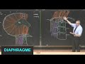 Anatomie du diaphragme parois de labdomen 8