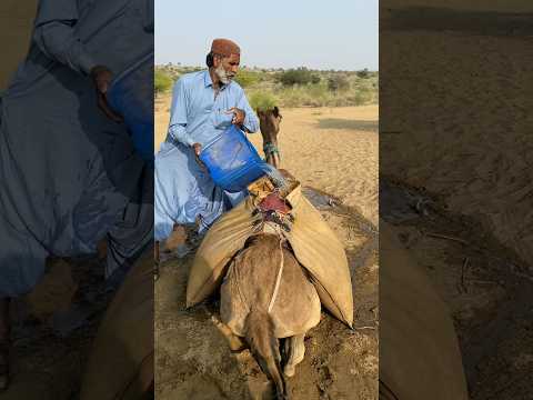 في برد القرية يقوم رجل عجوز بسكب الماء في إبريق أبيض اللون موضوع فوق جمل Youtubeshorts 