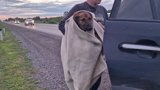 Водители нашли на обочине трассы ползущего щенка 😢 звали нас на помощь чтобы его спасти.