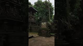 #Shorts #about #TentangChannel Alas Kedaton Tabanan, Bali