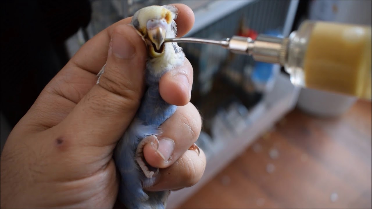 Kuşlarda Elle Besleme