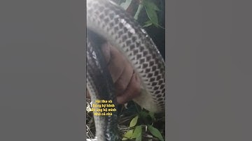 cấm câu rắn hổ hành bự #thanhlenvlog