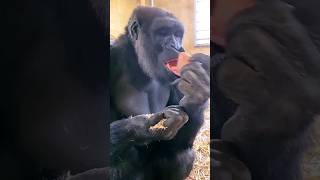 He Is Saving His Oats For Desert! #Gorilla #Asmr #Mukbang #Eating