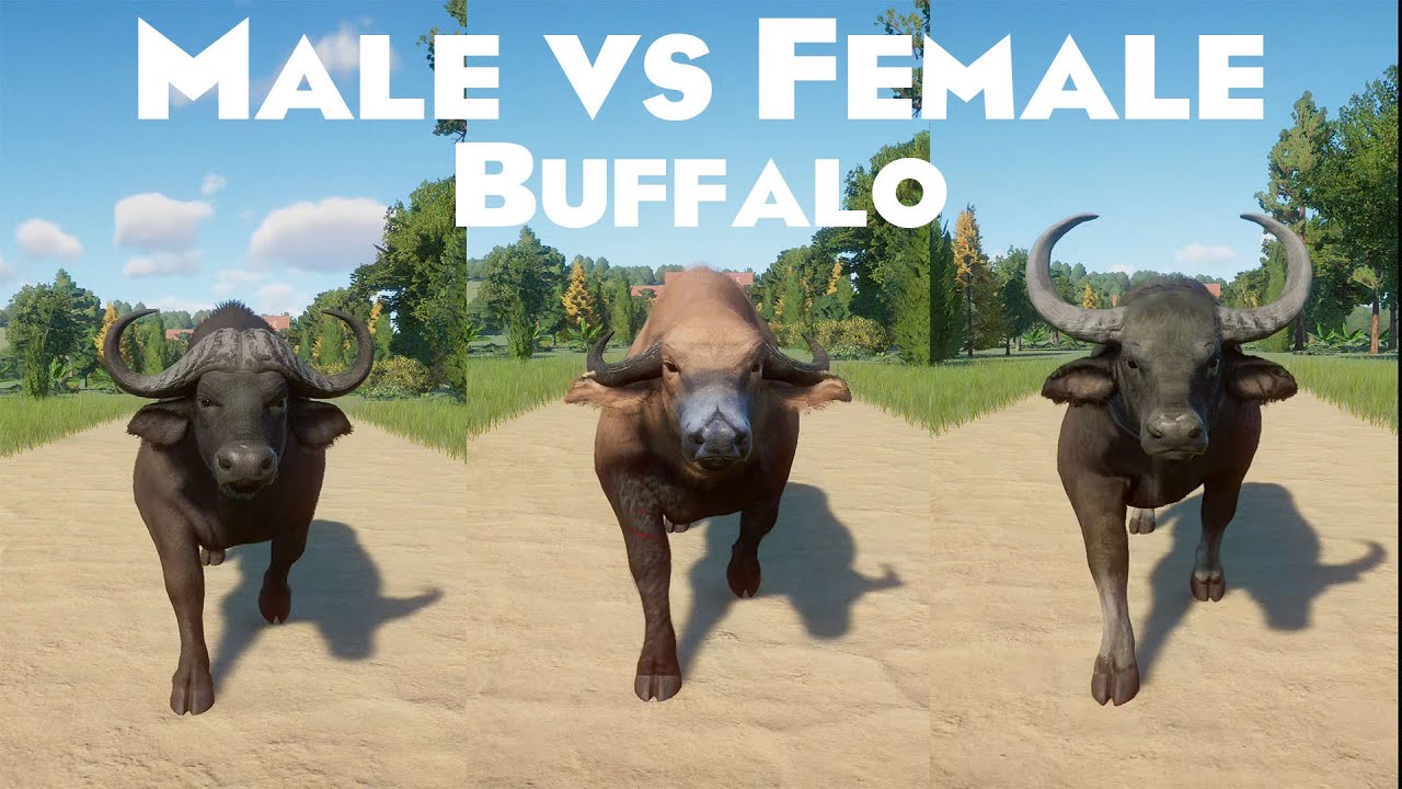 Male VS Female Buffalo Animals Race in Zoo included African