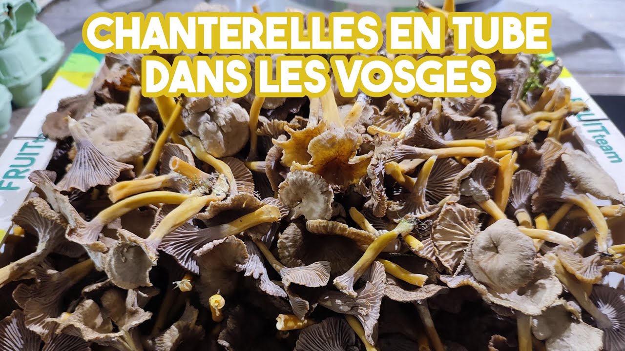 Chanterelles en tube dans les Vosges