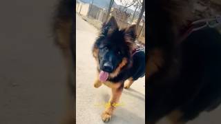 #dog #shepard #germanshepherd #dogs #doglover #puppy #kabul #afghanistan #viralvideo