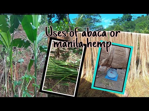 Video: Manila Hemp: Kuvuna Katani Ya Ndizi. Ni Nini? Kataza Aina Kutoka Kwa Manila, Nyuzi Kwa Kamba Na Matumizi Mengine Ya Nyenzo