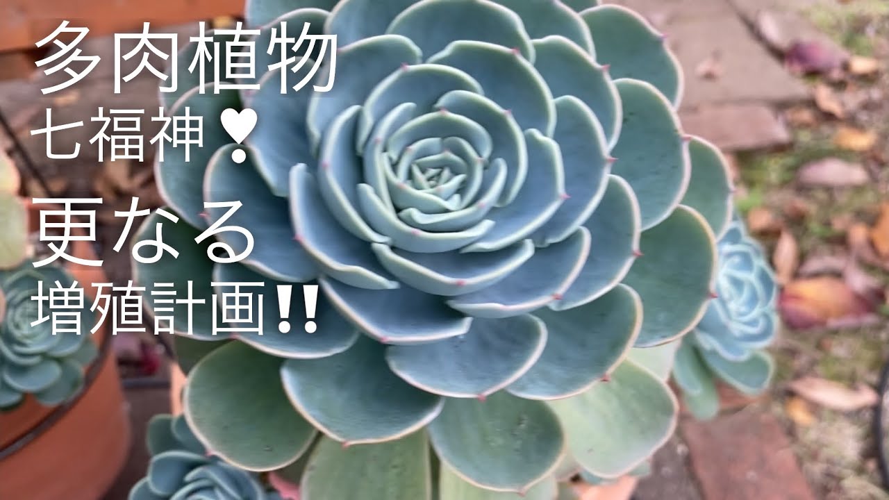 多肉植物】七福神をとにかく増やす❣️ - YouTube