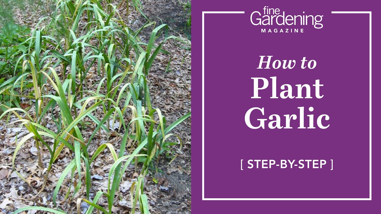 How to Plant Garlic YouTube