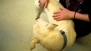 Meet Sami A Terrier Bull Currently Available For Adoption At Petango 1282012 24819 Pm