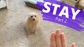 Teach Your Dog To STAY, Part 2 | Beginner Dog Training Series