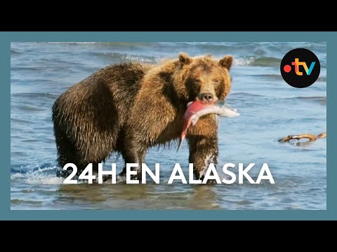 Salmon, gold and bears - Thalassa March 10 on France 5