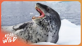 ANTARCTIC PREDATORS | DEADLY KILLERS OF THE ARCTIC | ULTRA HD