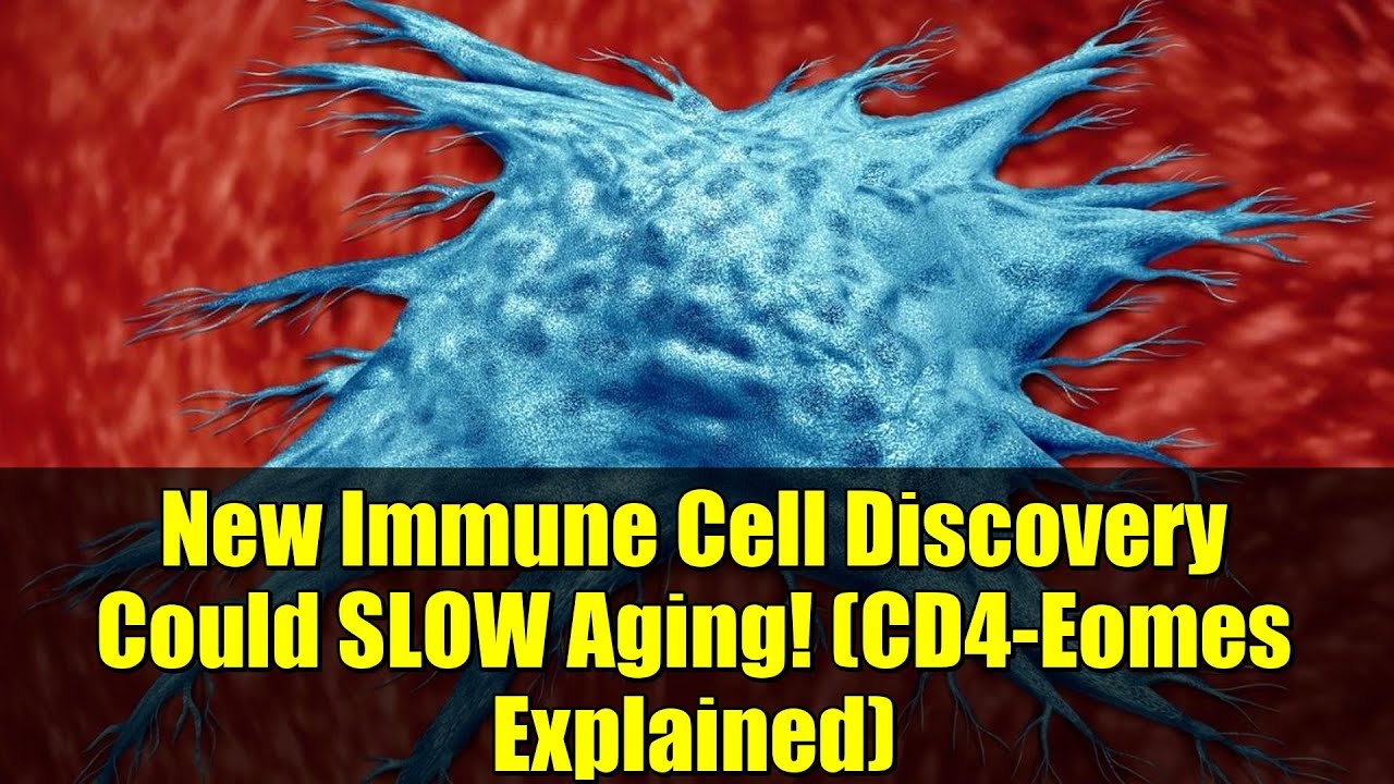 New Immune Cell Discovery Could SLOW Aging! (CD4-Eomes Explained)