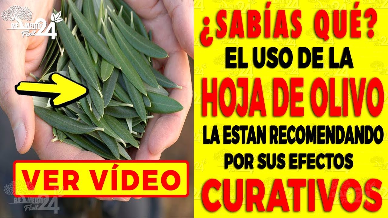 HOJA DE OLIVO Descubre sus Poderosas Propiedades y Beneficios para la Salud YouTube