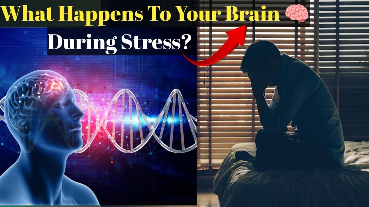What Happens To Your Brain During Stress? - YouTube