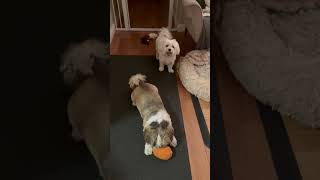 Teddy & Bella plays together