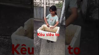 Chế tạo sáo diều từ thùng xốp