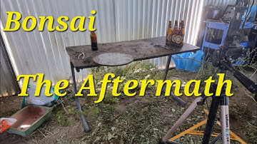 Odd Jobs and work on an olive Bonsai