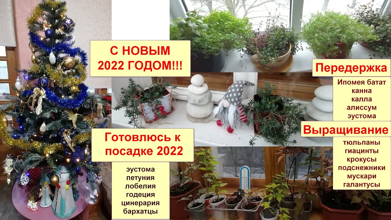 С НОВЫМ 2022 ГОДОМ! Что посадить на рассаду цветов для балкона? Как сохраняю балконные цветы зимой?