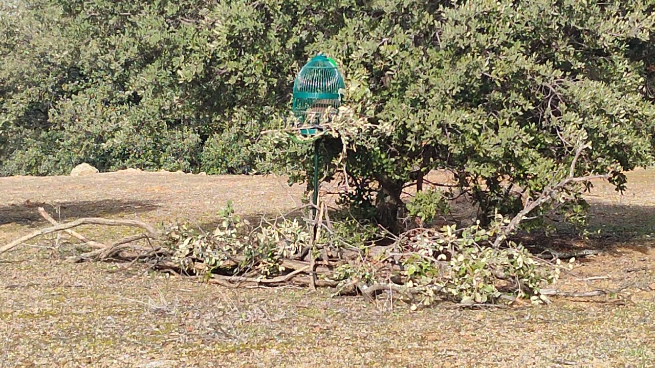 PERDIZ CON RECLAMO.JOSELE y la corrección de mi fallo.I parte.