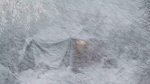Heavy Snowstorm in a Lonely Tent | Blizzard Sounds for Sleeping┇Howling Wind & Blowing Snow