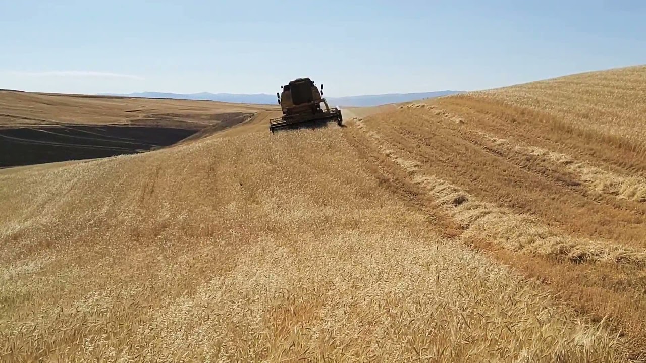 isakoyü arpa hasadı 6 haziran 2021 #TC56 #8055 #newholland #arpa #buğday #hasat zamanı #Arguvan