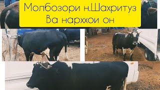 МОЛБОЗОРИ Н.ШАХРИТУС 22.11.20СОЛ ВА НАРХХОИ Букка Чорво, #Бука, #чорвопарвари #агро#кор#кардан пул#