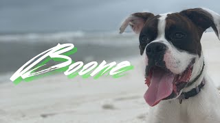 10mo Boxer (Boone) Best Dog Trainers in Alabama