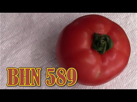Video: Was ist eine BHN 1021 Tomate: Anbau einer 1021 Tomatenpflanze