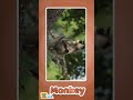 What Sound Does a Monkey Make? 🐒🎶 | Animal Sound Learning for Kids
