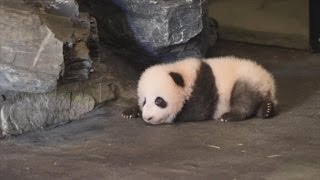 Watch This Baby Panda Wobble Trying to Take His First Steps