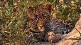 Pt 1 Safari Live&#39;s Sunset Safari Drive at 3:00 PM on May 01, 2018 ( Thandi &amp; Tlalamba )