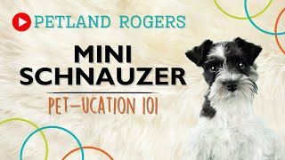 Everything you need to know about Miniature Schnauzer puppies! by Petland Rogers 17 views 8 months ago 1 minute, 6 seconds