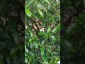 Crepe jasmine  |  க்ரீப் மல்லிகை