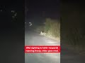 Beed Leopard Sighting: Free Movement of Leopards in Ashti, Video Goes Viral