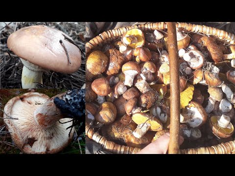 ГРИБЫ МАСЛЯТА и коварная соседка Свинушка тонкая.