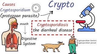 Cryptosporidiosis : Causes, Symptoms, Life Cycle, Diagnosis, Treatment, Prevention